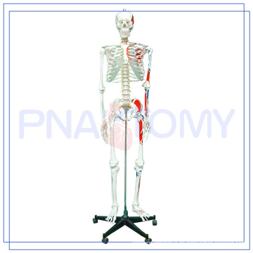 PNT-0102 170cm wissenschaftliches menschliches Muskel Skeleton Modell